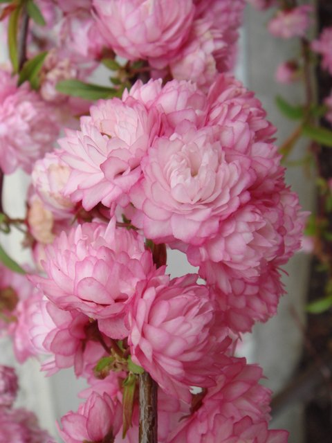 Prunus glandulosa 'Sinensis' fleur P6